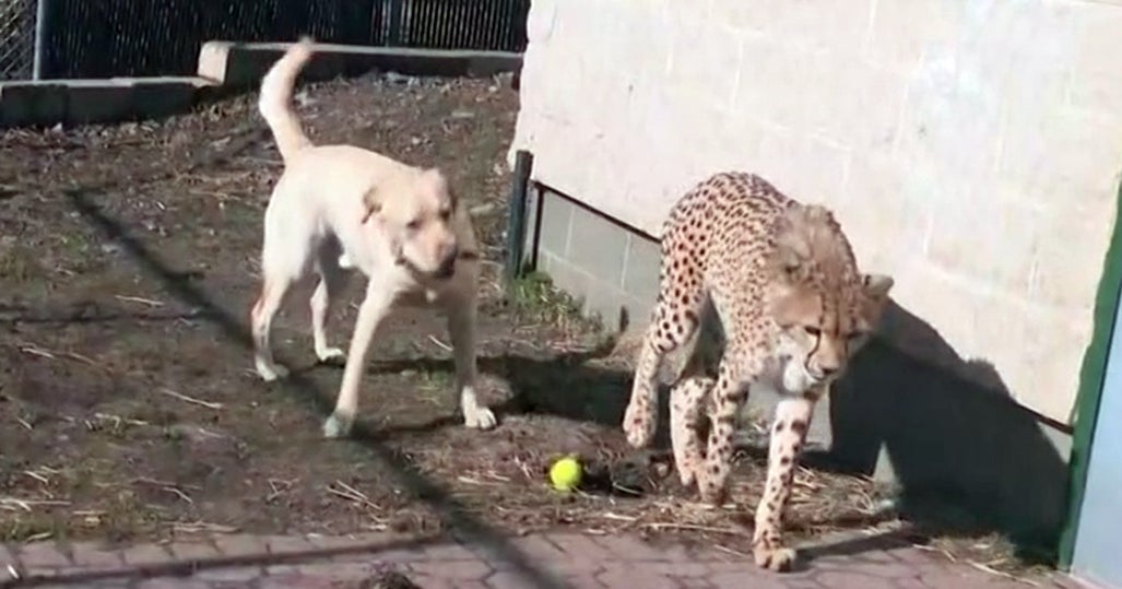 turtle back zoo cheetah and dog