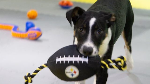 Untitled-Adopt-a-Bowl.jpg 