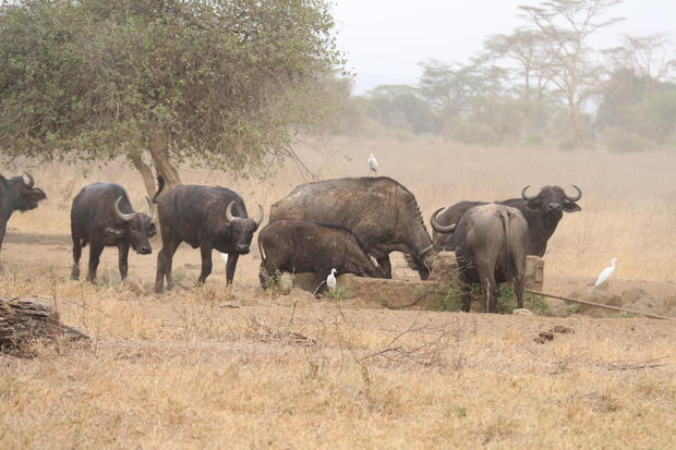 Buffaloes are seen looking for water at Lake Nakuru National 