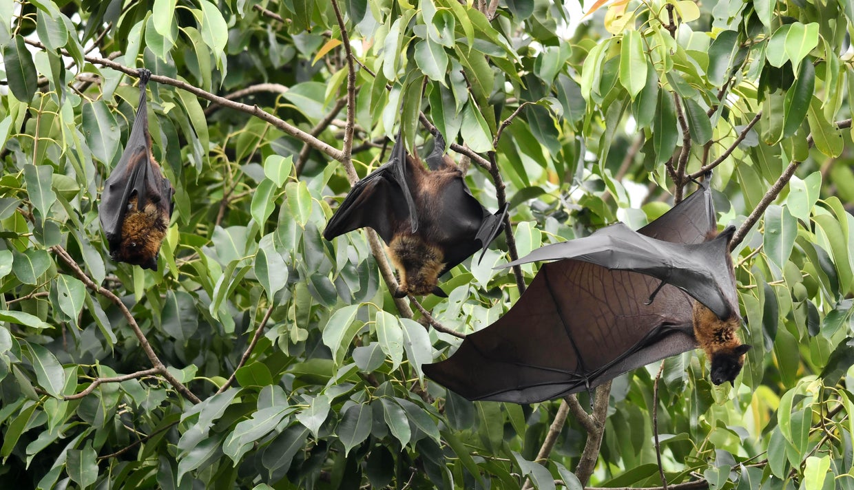 INDIA-DISEASE-HEALTH-NIPAH 
