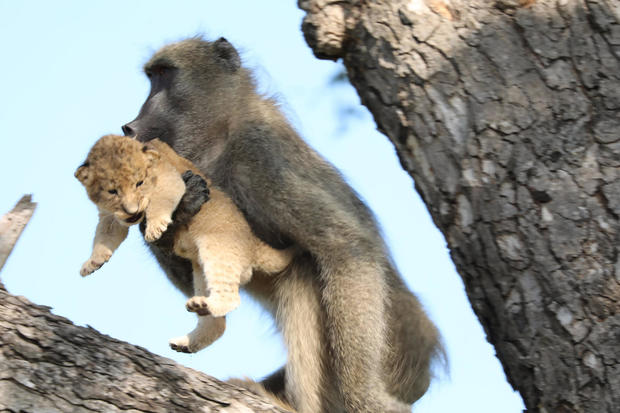 South Africa Baboon Lion Cub 