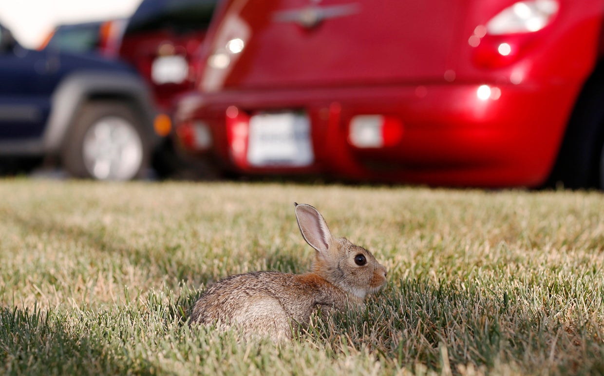 Rabbit Fever 