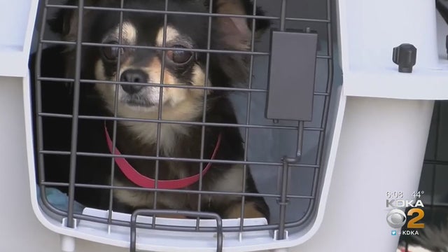 puppymill.jpg 