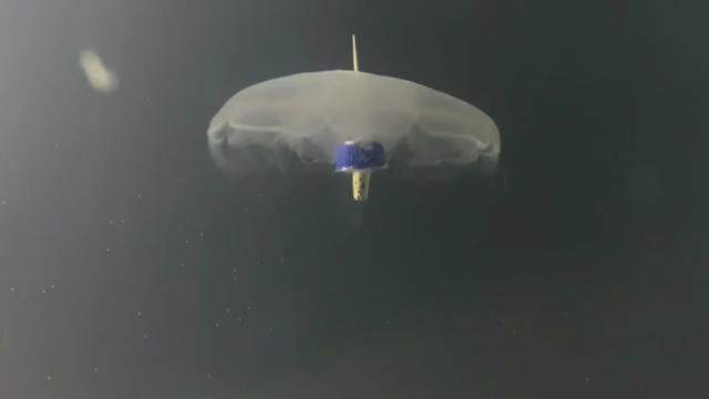 cyborg-jellyfish.jpg 