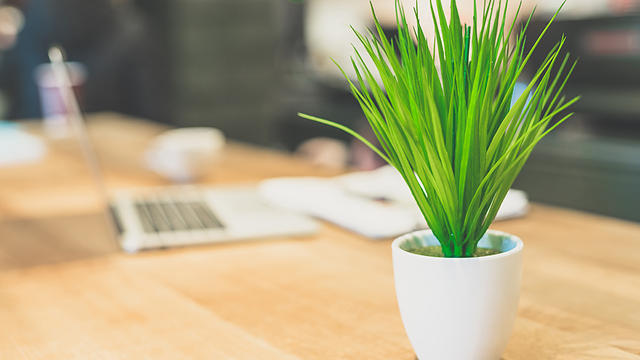 plant-desk.jpg 