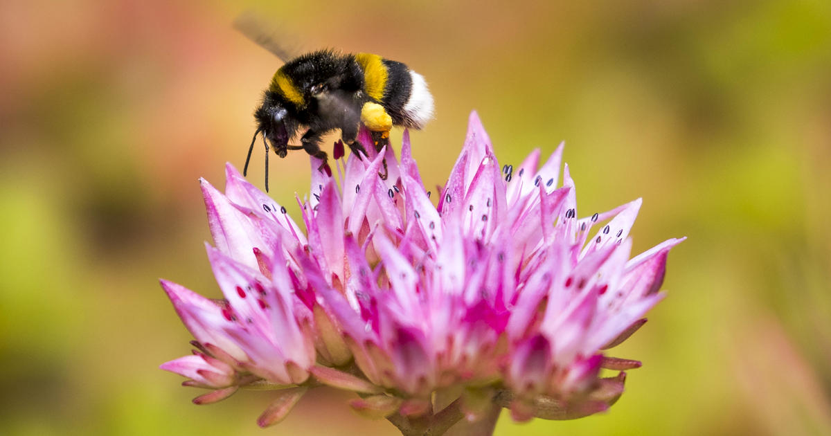 Climate Change Linked to Drop in Bumble Bee Numbers: Study