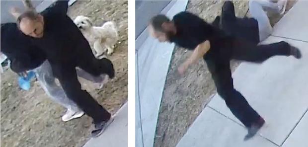 man punches woman walking with dog 