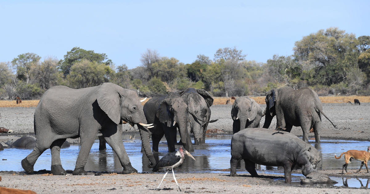 Botswana holds auctions for elephant hunting licenses after lifting ban