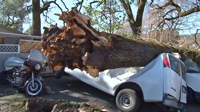 sonoma-tree-down-vehicles.jpg 