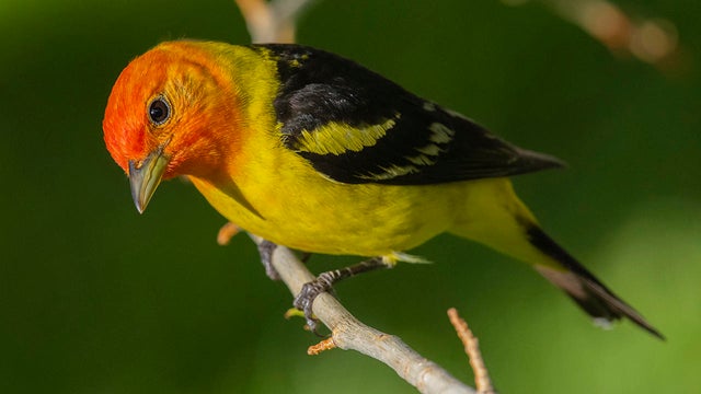western-tanager-verne-lehmberg-1280.jpg 