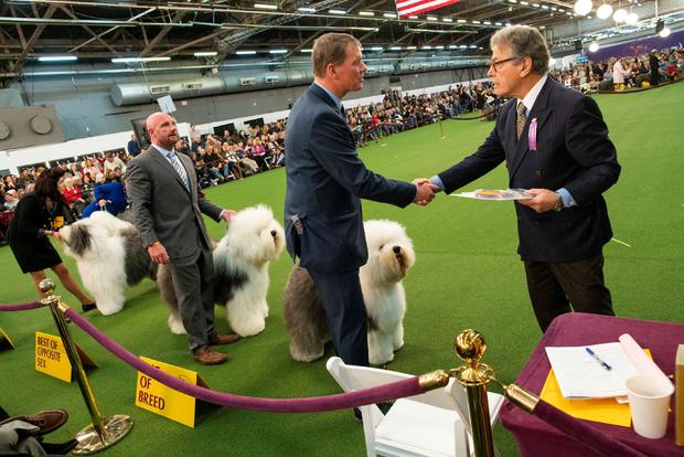 Old English Sheepdogs are seen during breed judging at the 144th Annual Westminster Kennel Club Dog Show in New York 