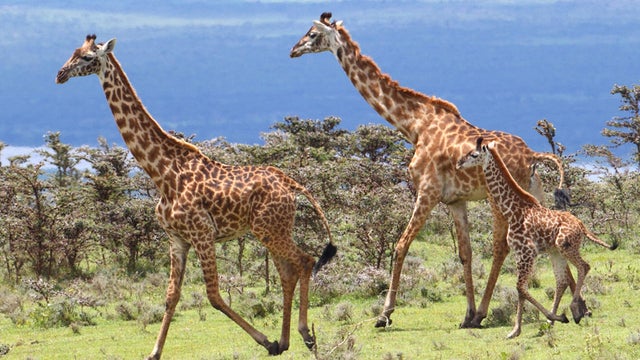 maasai-giraffe-family-marcy-starnes.jpg 