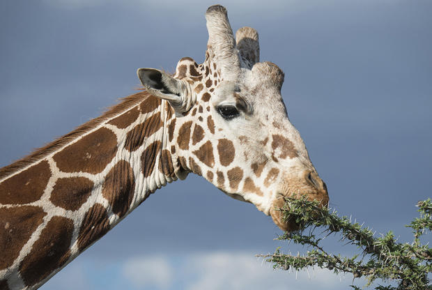 reticulated-giraffe-eating-leaves-verne-lehmberg-620.jpg 