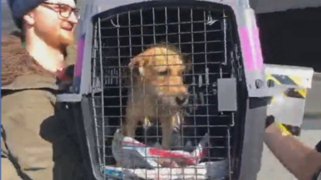 puerto-rico-dogs.jpg 