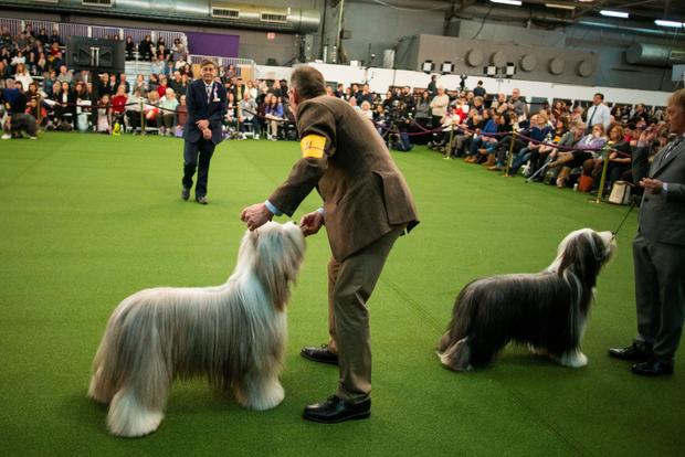 Dogs are seen during breed judging at the 144th Annual Westminster Kennel Club Dog Show in New York 