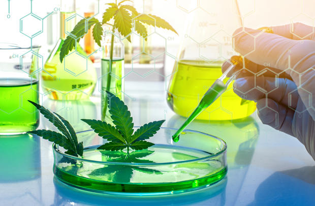 Scientific research of medical cannabis for use in medicine, biotechnology concept 