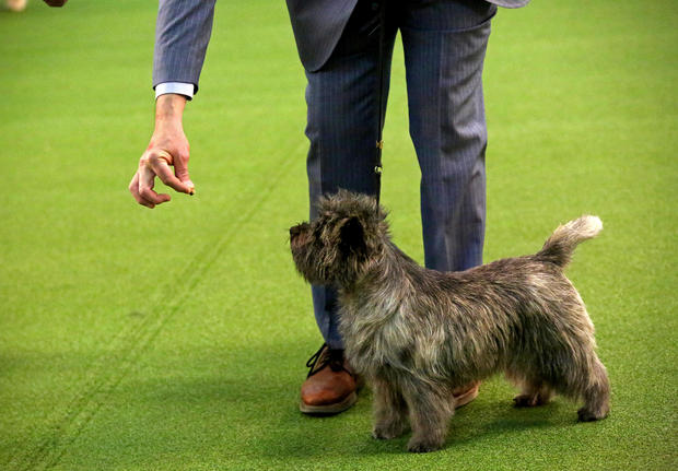Dogs and their owners arrive to the 2020 Westminster Kennel Club Dog Show 