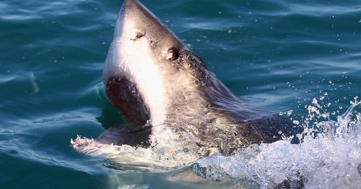 7 Great White Sharks Detected Off Rhode Island Coast This Season CBS