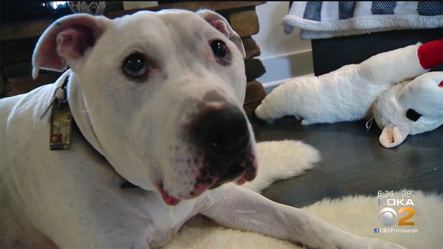 baxter-stem-cell-therapy.jpg 