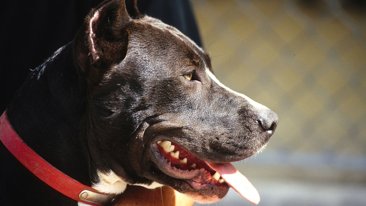 Pit Bull Ban Stands Denver City Council Can't Overturn Mayor's Veto