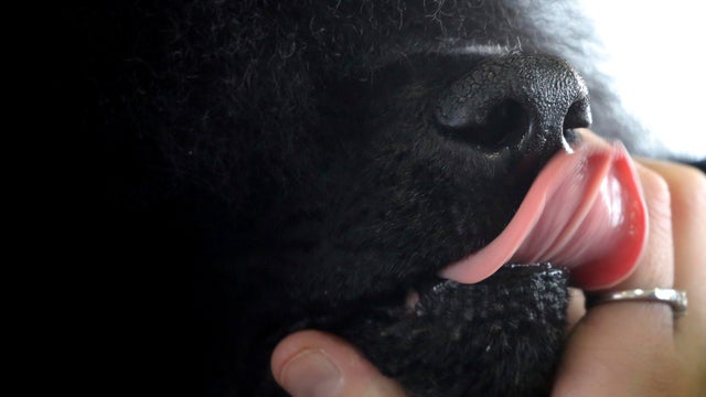 Westminster Dog Show 