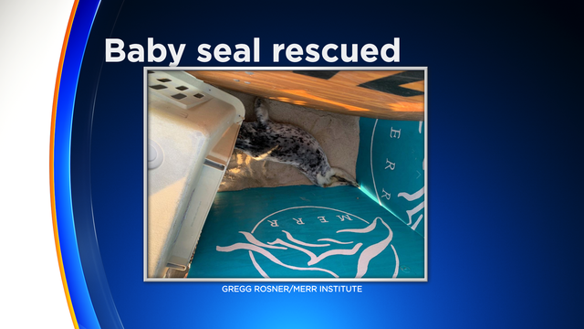 FS-Mug-Baby-seal-rescued-2-11-2020-4-52-06-PM.png 