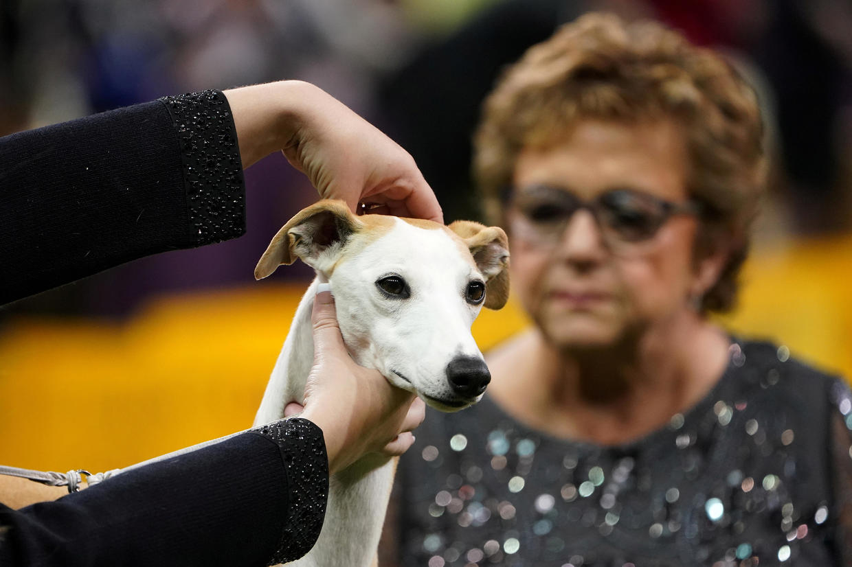 Photos from the 2020 Westminster Dog Show