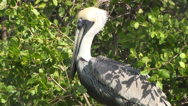 Miami-Proud-Wild-Bird-Sanctuary_1.jpg 