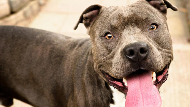 Pit Bull Dog Closeup with Friendly Smile 