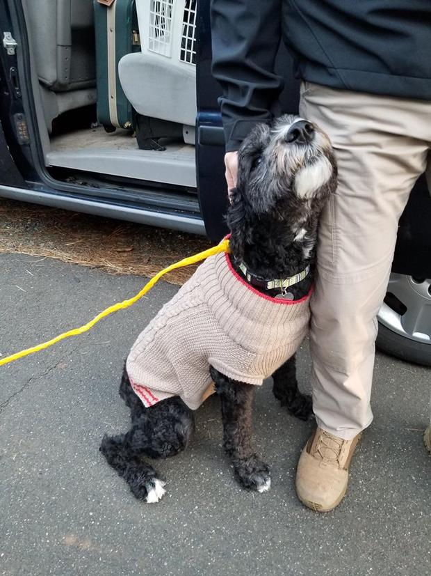 lucy the labradoodle found safe 
