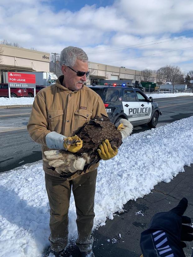 Bald Eagle Injured in Brooklyn Center 