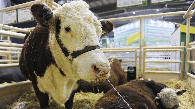 Hereford-cow.jpg 