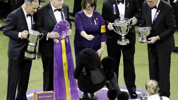 Photos from the 2020 Westminster Dog Show 