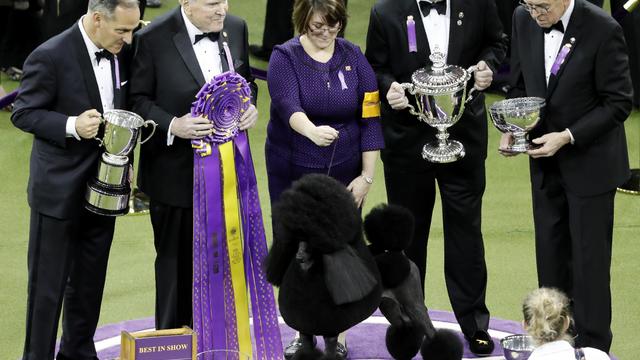 Westminster Dog Show 