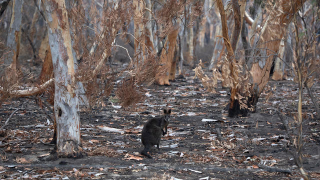 The Survivors: Saving Australian Wildlife Following Fires And Drought 