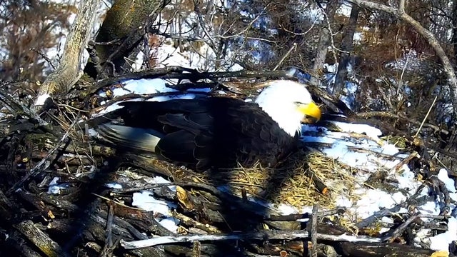 eaglecam.jpg 