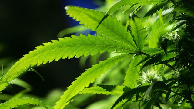 0406-cbsn-marijuana-she-1285474-640x360.jpg