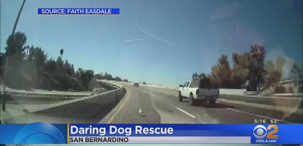 Dog On San Bernardino Freeway 