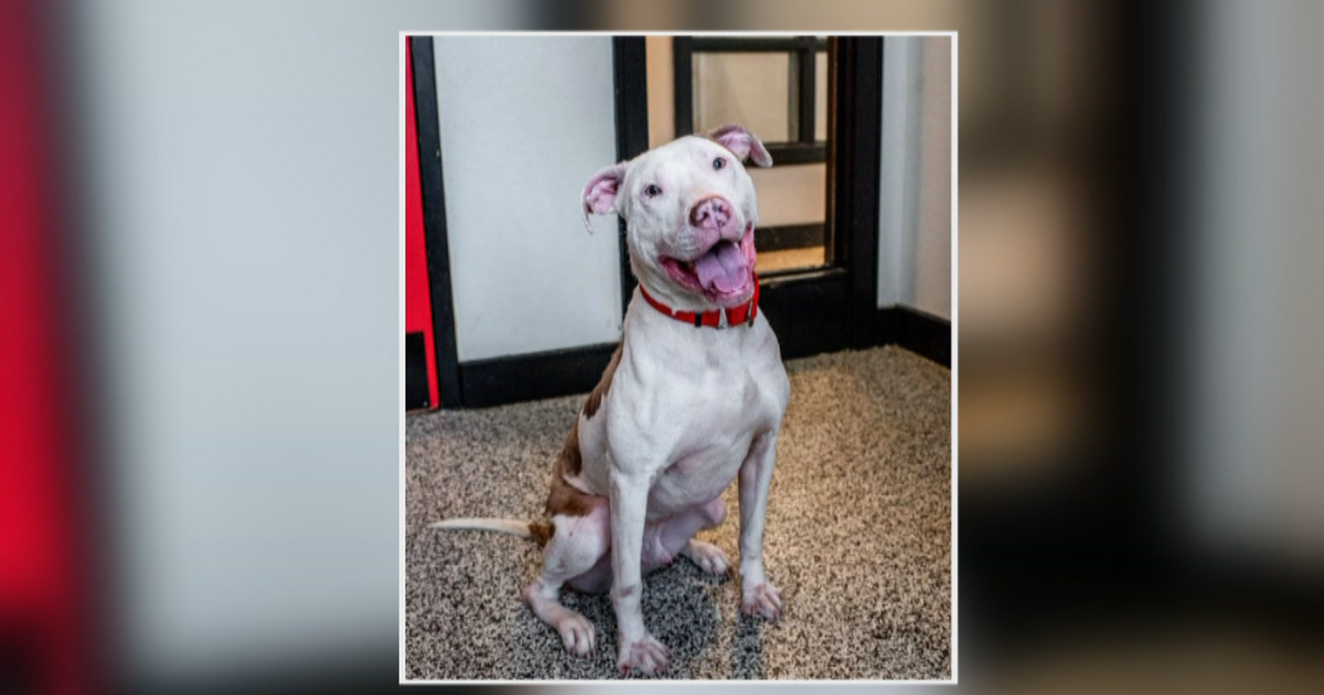 Brandywine Valley SPCA Offering Valentine's Day Weekend Special On Dog