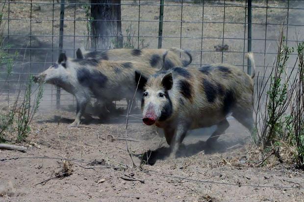 Feral Swine Eradicated 2 (CPW) 