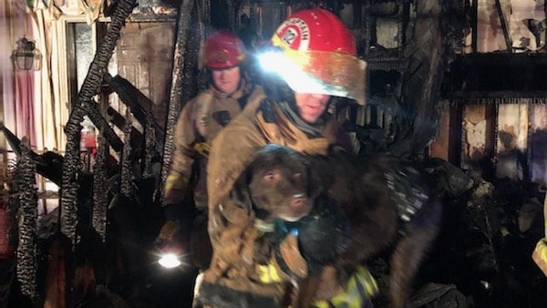 Forest-Lake-Fire-Dog-Rescue.jpg 