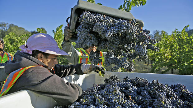 California Wine Harvest 2016 