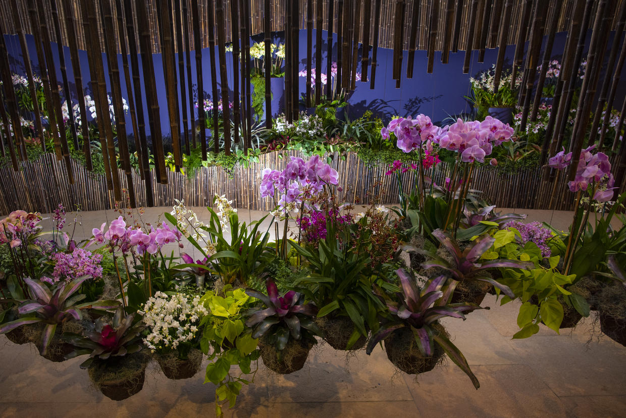Don't Miss The Chicago Botanic Garden's Orchid Show CBS Chicago