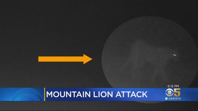 mountain-lion-attack.jpg 