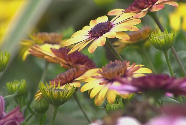 Flowers at Mike's Garden Center in Fort Worth 