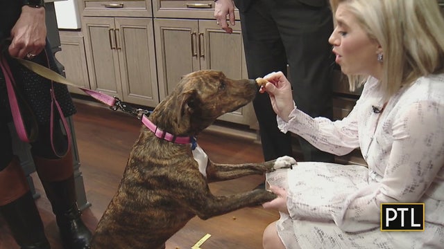 healthy-pet-treats-pitt-1 