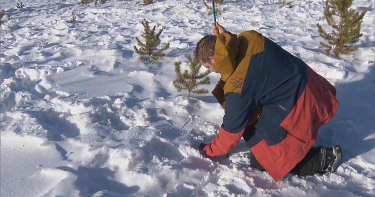 Avalanche Beacon Training Park Offers Life Saving Lessons In Snow CBS