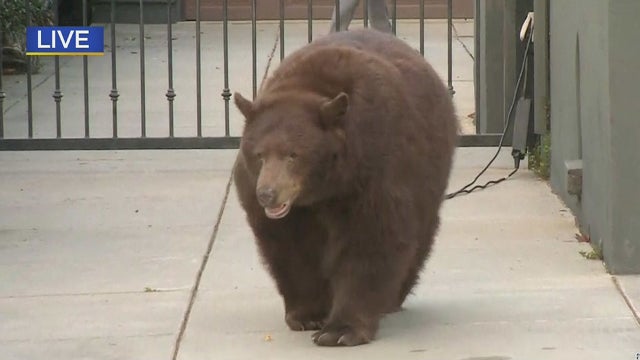 bear-in-monrovia-day.jpg 