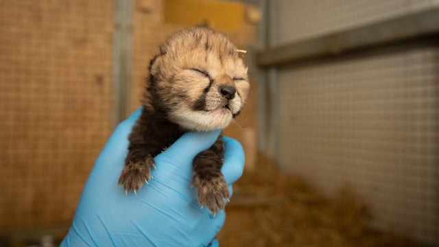 cheetah-cubs-2019-2-grahm-s-jones-columbus-zoo-and-aquarium-2.jpg 