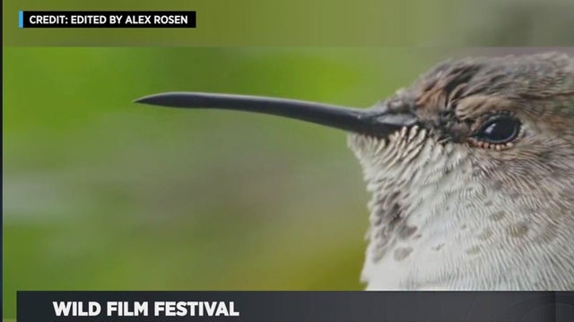 wildfilmfest.jpg 